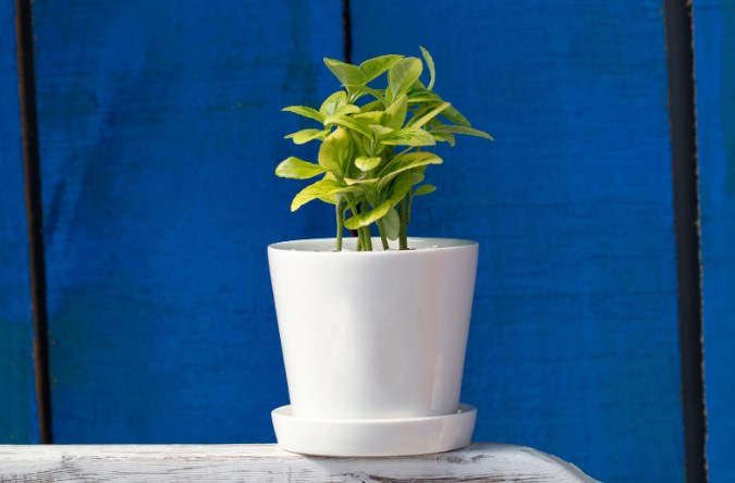 Новинки горшков для растений в стиле минимализм 2024 Новинки горшков для растений в стиле минимализм 2024